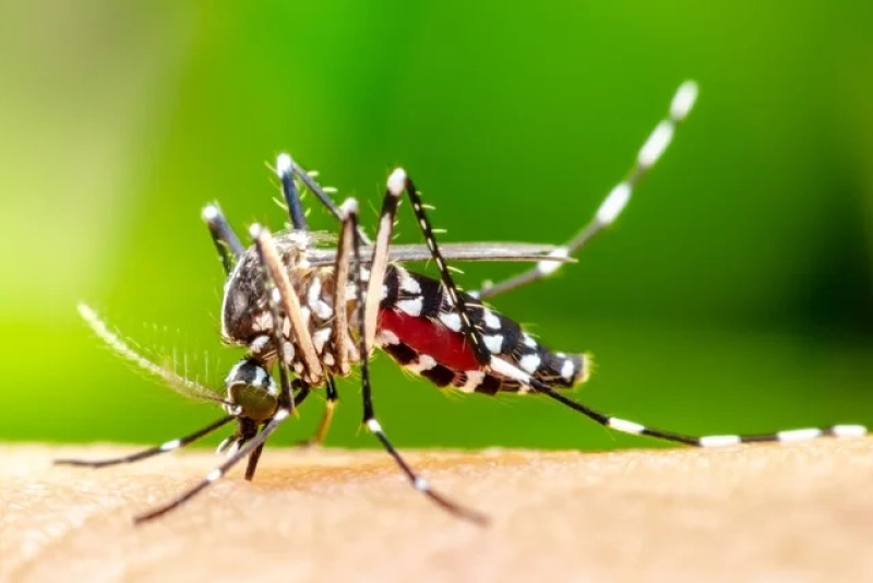 Dengue: mais de 300 mil casos em SC