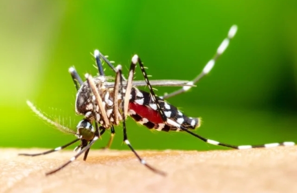 Dengue: mais de 300 mil casos em SC